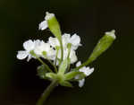 Sweet cicely <BR>Anise-root <BR>longstyle sweetroot